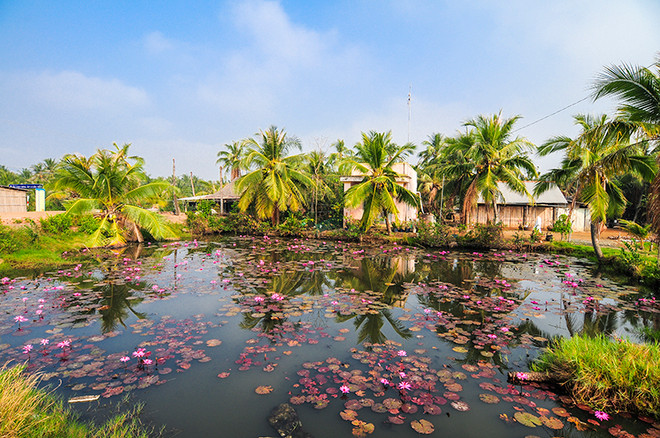 5 trải nghiệm thú vị khi ngao du miền Tây mùa nước nổi ảnh 3