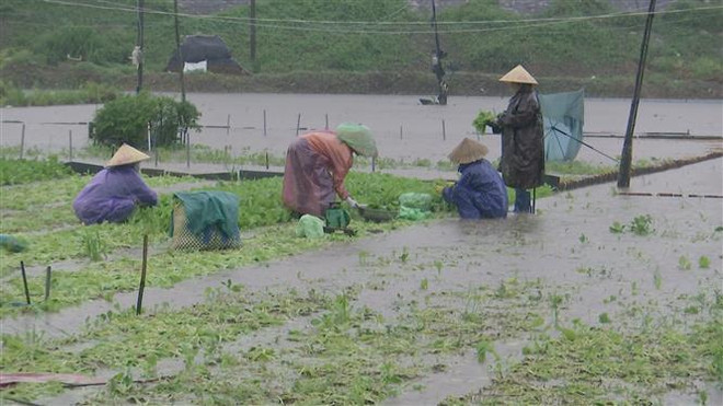 Chủ động ứng phó với vùng áp thấp có thể mạnh thành áp thấp nhiệt đới ảnh 3