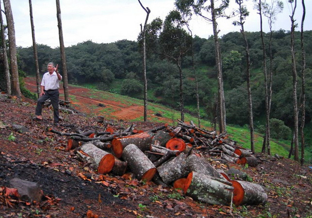 Vụ lâm tặc xẻ thịt rừng: Khu vực bị khai thác trái phép thuộc Gia Lai ảnh 1