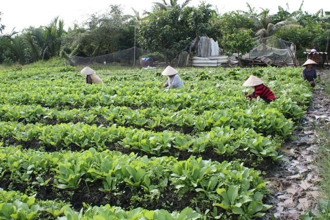 Năm bệnh nhân bị ngộ độc do ăn rau vừa phun thuốc trừ cỏ ảnh 1