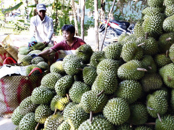 Tiền Giang: Sầu riêng đạt giá kỷ lục nhất từ trước đến nay ảnh 1