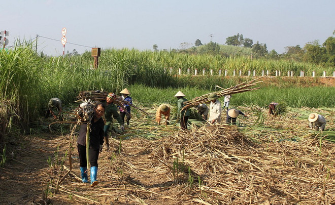 Mía bị đốt cháy, nông dân Tây Ninh thiệt hại hàng chục tỷ đồng ảnh 1