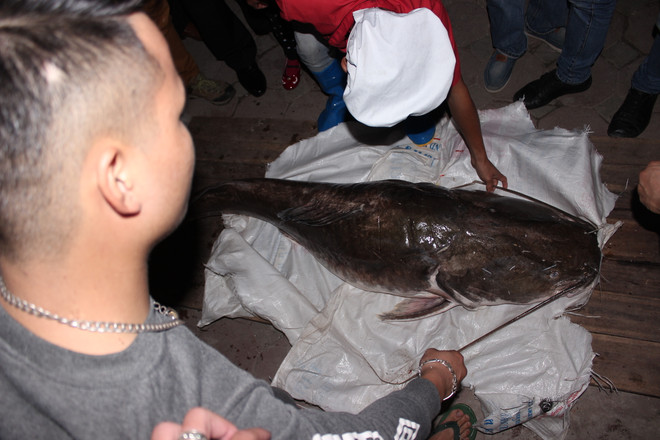 Cá lăng “khủng” cân nặng 75kg bất ngờ xuất hiện ở Thủ đô ảnh 2