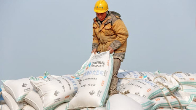 Nhập khẩu đậu tương của Trung Quốc tăng mạnh trong tháng 11 ảnh 1