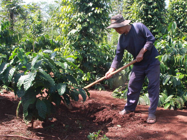 Gia Lai xây dựng cánh đồng lớn cho 5 loại cây trồng chính ảnh 1