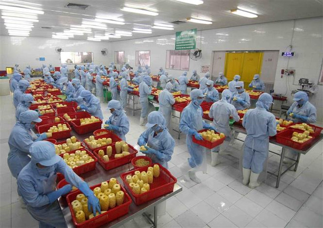 Chế biến sản phẩm dứa đóng hộp xuất khẩu tại nhà máy của Công ty Cổ phần xuất nhập khẩu nông sản thực phẩm An Giang (tỉnh An Giang). (Ảnh: Vũ Sinh/TTXVN) Nhiều dư địa cho xuất khẩu nông sản, thực phẩm Việt sang Hungary ảnh 2