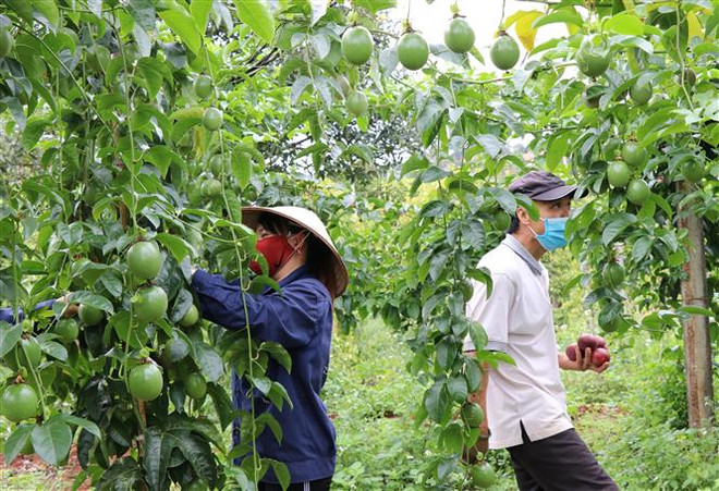 Những vườn chanh leo của các hợp tác xã và nông dân tỉnh Gia Lai. (Ảnh: Hồng Điệp/TTXVN) Nhiều dư địa cho xuất khẩu nông sản, thực phẩm Việt sang Hungary ảnh 1