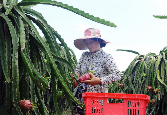 Sản xuất thanh long theo tiêu chuẩn VietGAP ở Bà Rịa-Vũng Tàu ảnh 1