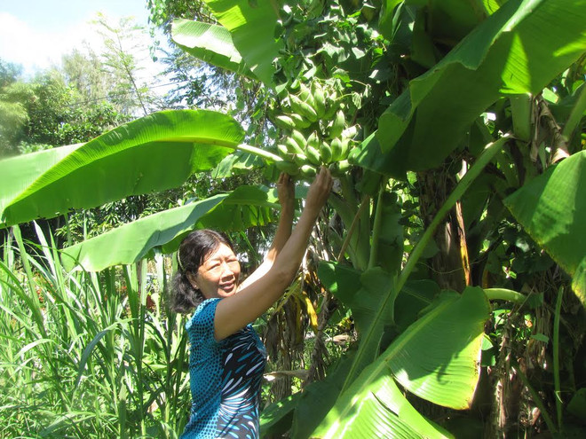 Đức giúp người dân Kiên Giang trồng rừng ngập mặn hiệu quả ảnh 2