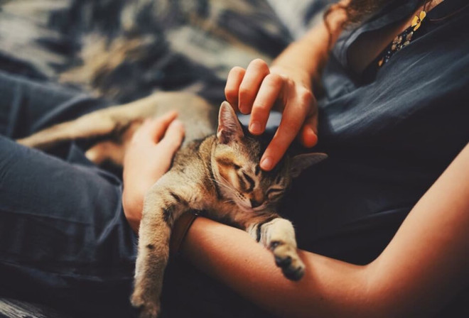 Cảnh báo nguy cơ lây nhiễm virus SARS-CoV-2 giữa mèo với mèo ảnh 1