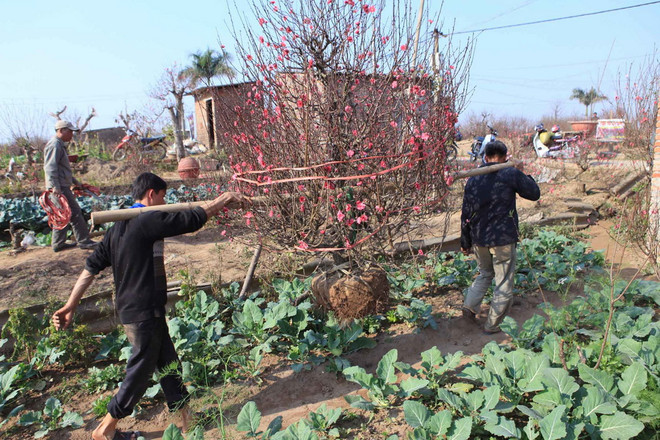 Vietnam Airlines vận chuyển đào, mai dịp Tết Nguyên đán Ất Mùi ảnh 1