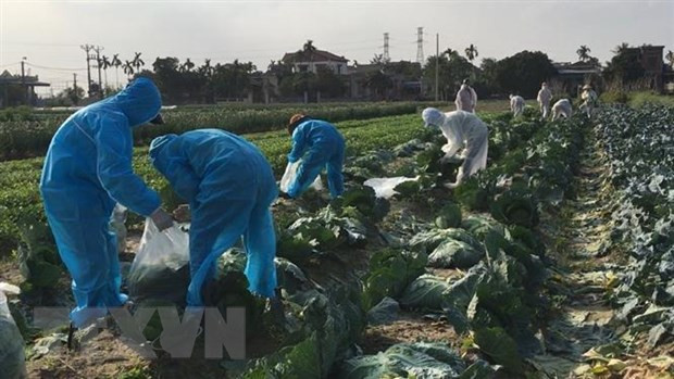 Tiêu thụ nông sản trong tình huống khẩn cấp: Nông sản vượt bão dịch ảnh 2