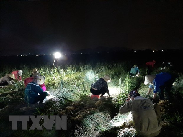 Tiêu thụ nông sản trong tình huống khẩn cấp: Nông sản vượt bão dịch ảnh 1