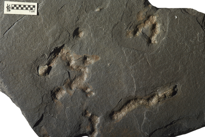 Bằng chứng lâu đời nhất về sự di chuyển của sinh vật trên Trái Đất ảnh 1