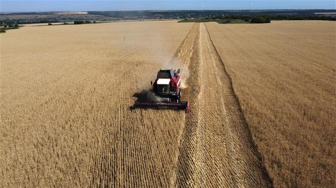 Thu hoạch lúa mỳ trên cánh đồng gần Kramatosk thuộc vùng Donetsk Oblast, Ukraine. (Ảnh: AFP/TTXVN) Nhiều nước G20 kêu gọi cùng hành động đối phó khủng hoảng lương thực ảnh 1