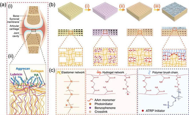 Trung Quốc phát triển sụn khớp nhân tạo có tính ứng dụng cao ảnh 1