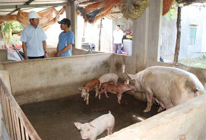 [Video] Hỗ trợ khách vay vốn bị thiệt hại bởi dịch tả lợn châu Phi ảnh 1