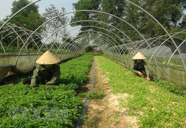 Mô hình trồng rau sạch. (Nguồn: TTXVN) Lập Hội đồng thẩm định Quy hoạch hệ thống đô thị và nông thôn ảnh 1