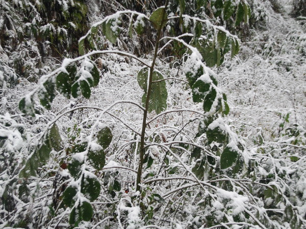 Người dân Lào Cai mất Tết vì mưa tuyết bất thường ảnh 1