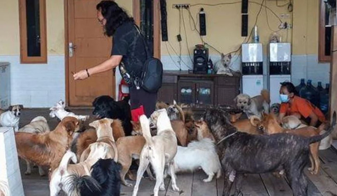 Biệt đội giải cứu thú cưng trong thời COVID-19 tại Indonesia ảnh 1