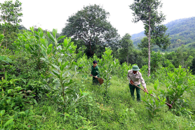 Bà Rịa-Vũng Tàu lập đoàn xử lý giao khoán đất rừng sản xuất ảnh 1