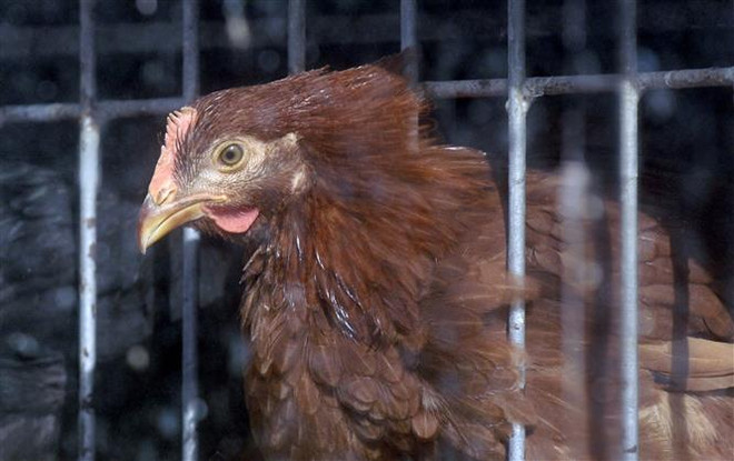 Một chợ bán gà sống ở Mỹ. (Ảnh: AFP/TTXVN) Mỹ thông báo ca đầu tiên nhiễm cúm gia cầm H5 ở người ảnh 1