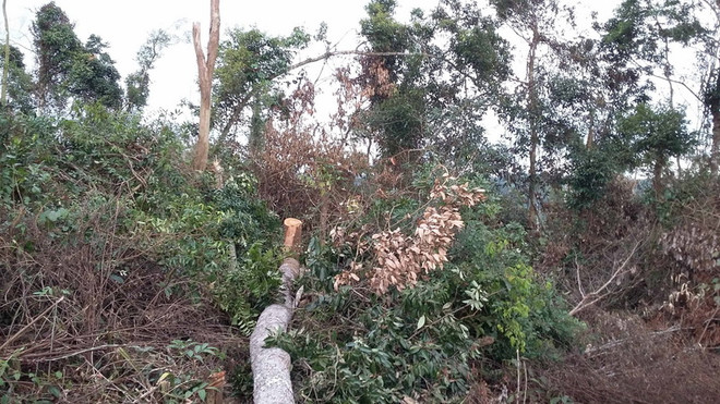 Phú Yên kỷ luật một số cán bộ chủ chốt của hai huyện miền núi ảnh 1