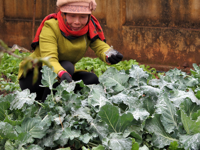 Đêm nay, Hà Nội có mưa, nhiệt độ trung bình từ 12-15 độ C ảnh 1