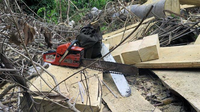 Cưa lốc và một số dụng cụ khác lâm tặc bỏ lại hiện trường. (Ảnh: Xuân Triệu/TTXVN) Phú Yên kiểm tra thực tế và phát hiện vụ phá rừng Hòn Đác ảnh 2