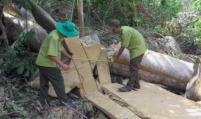 Lực lượng Kiểm lâm đo đếm số lượng gỗ bị chặt hạ. (Ảnh: Xuân Triệu/TTXVN) Phú Yên kiểm tra thực tế và phát hiện vụ phá rừng Hòn Đác ảnh 1