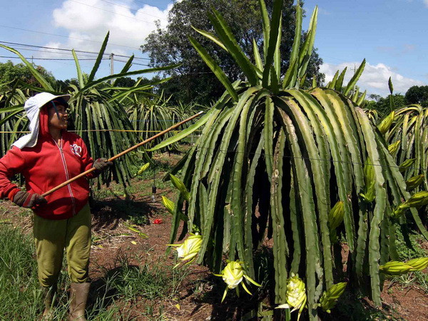 "Việc thu mua búp thanh long tại Bình Thuận là bình thường" ảnh 1