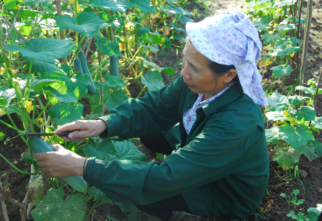 Điện Biên: Mô hình rau sạch giúp dân tái định cư phát triển kinh tế ảnh 1