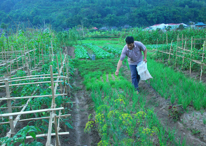 Điện Biên: Mô hình rau sạch giúp dân tái định cư phát triển kinh tế ảnh 2