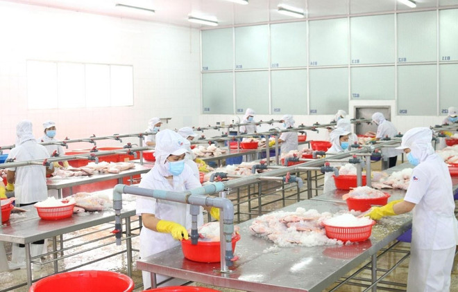 Khu vực chế biến thủy sản của Công ty cổ phần Kinh doanh Thủy hải sản Sài Gòn. (Ảnh: Xuân Anh/TTXVN) Thành phố Hồ Chí Minh vượt qua đại dịch, vững tin phát triển bền vững ảnh 3