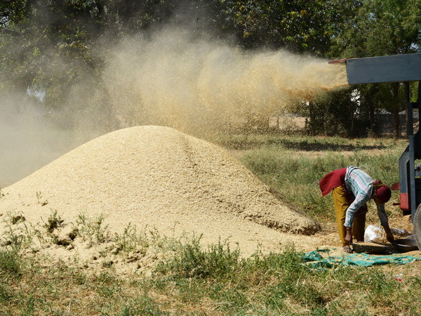 Nông dân làm việc trên cánh đồng lúa mỳ ở Palaj cách Ahmedabad 40km. (Ảnh: AFP/TTXVN) Giá lúa mỳ rơi xuống mức thấp nhất trong hai tuần qua ảnh 1