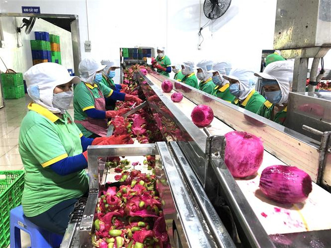 Quy trình sản xuất rất nghiêm ngặt từ khâu nhập nguyên liệu cho đến chế biến thanh long. (Ảnh: Nguyễn Văn Việt/TTXVN) Tìm giải pháp hỗ trợ các địa phương tiêu thụ trái thanh long ảnh 2