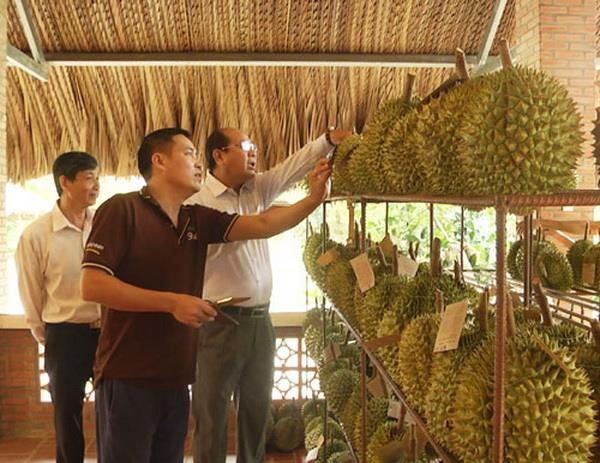 Một cơ sở thu mua sầu riêng ở Tiền Giang. (Nguồn: tiengiang.gov.vn) Tỉnh Tiền Giang công bố nhãn hiệu tập thể Sầu riêng Cai Lậy ảnh 1