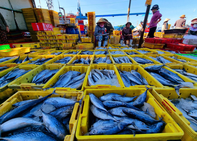 Hải sản tại Cảng cá Đông Hải (phường Đông Hải, thành phố Phan Rang-Tháp Chàm, Ninh Thuận). (Ảnh: Nguyễn Thành/TTXVN) ttxvn-hai-san-9156.jpg