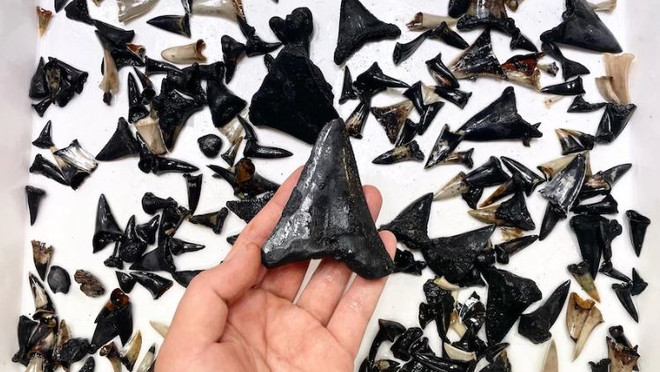 Australia phát hiện nghĩa trang cá mập ở đáy Ấn Độ Dương ảnh 1