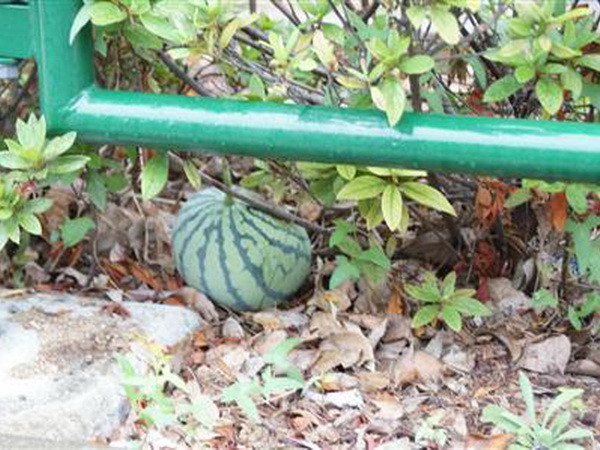 Nhật Bản: Kỳ lạ dưa hấu kết trái bên lề hè phố Tokyo ảnh 1