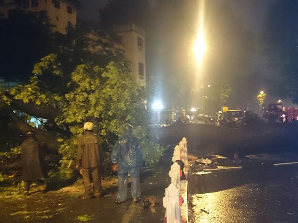 Hà Nội: Cây đổ la liệt, một người tử vong sau cơn mưa lớn ảnh 6