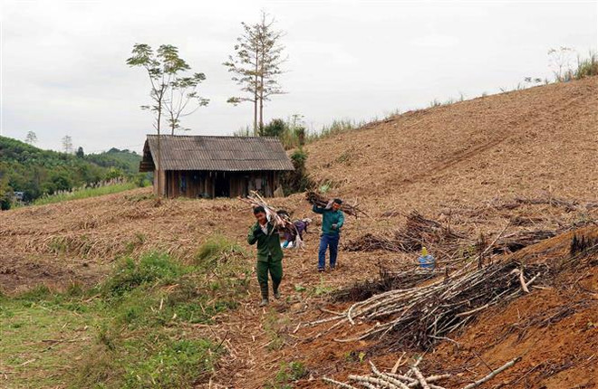 Người dân xã Trung Yên (Sơn Dương, Tuyên Quang) thu hoạch vụ mía 2018-2019. (Ảnh: Quang Đán/TTXVN) Nhiều giải pháp giảm giá thành sản xuất đường để tăng cạnh tranh ảnh 1