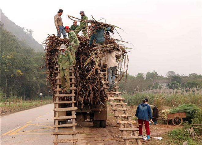 Người dân thu hoạch vụ mía 2018-2019. (Ảnh: Quang Đán/TTXVN) Nhiều giải pháp giảm giá thành sản xuất đường để tăng cạnh tranh ảnh 2