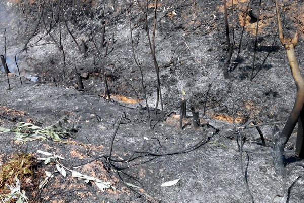 Khu vực cháy rừng phòng hộ Sóc Sơn gần kho chứa vật liệu nổ ảnh 1