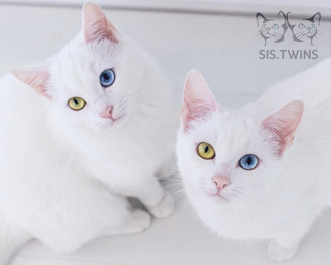 Cặp mèo song sinh có đôi mắt khác màu gây bão trên Instagram ảnh 1
