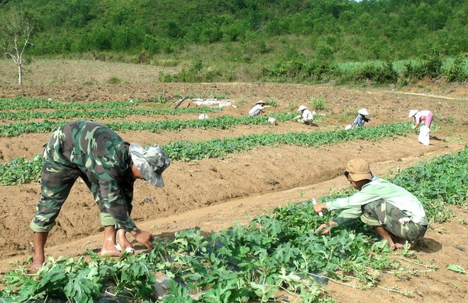 Phú Yên: Nguy cơ được mùa-mất giá khi tiếp tục trồng dưa hấu ảnh 1