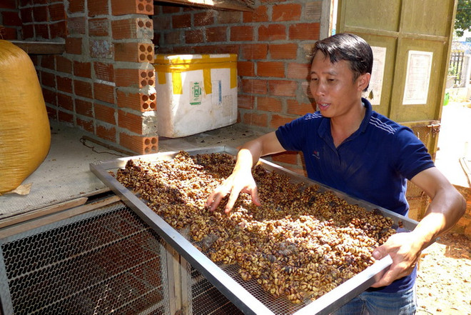 Mô hình sản xuất càphê chồn độc đáo của một thanh niên ở Bình Phước ảnh 1