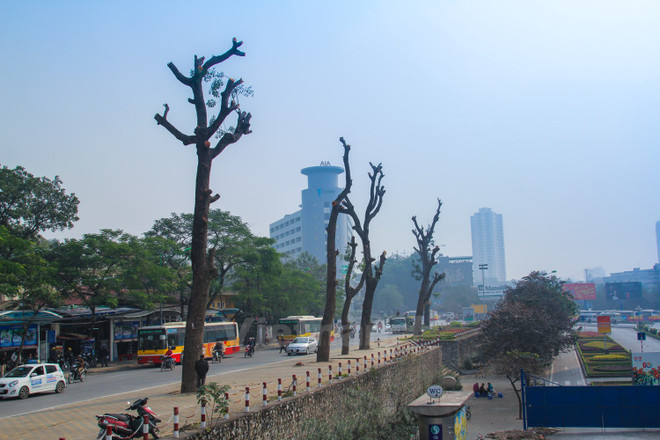 Thanh tra Hà Nội công bố các sai phạm trong vụ chặt, thay thế cây xanh ảnh 1