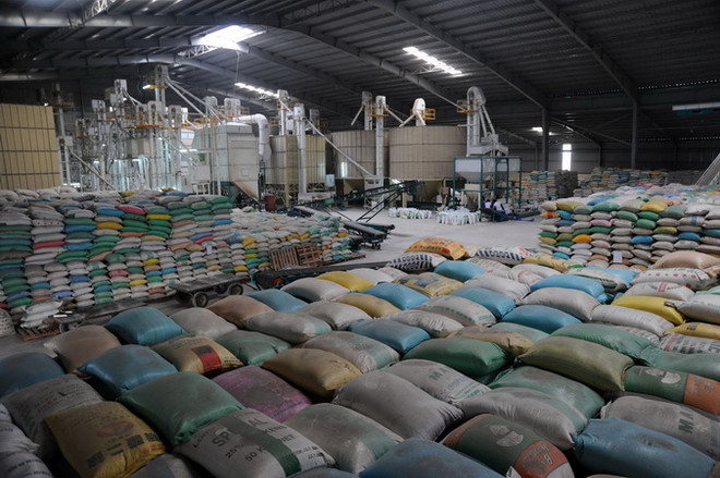 Philippines đấu thầu nhập 250.000 tấn gạo để tăng cường kho dự trữ ảnh 1