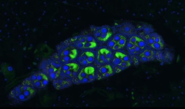 Indonesia thả muỗi vằn Wolbachia để thí điểm chống dịch sốt xuất huyết ảnh 1